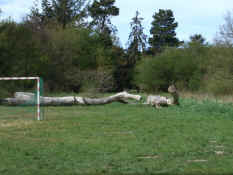 2007_04290123.jpg (460164 byte)