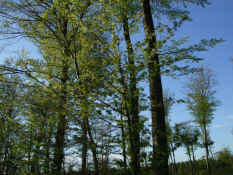 2007_04290142.jpg (447731 byte)